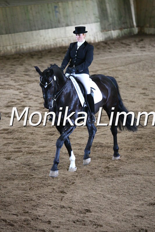 006M5401_Dressurpferde L.JPG